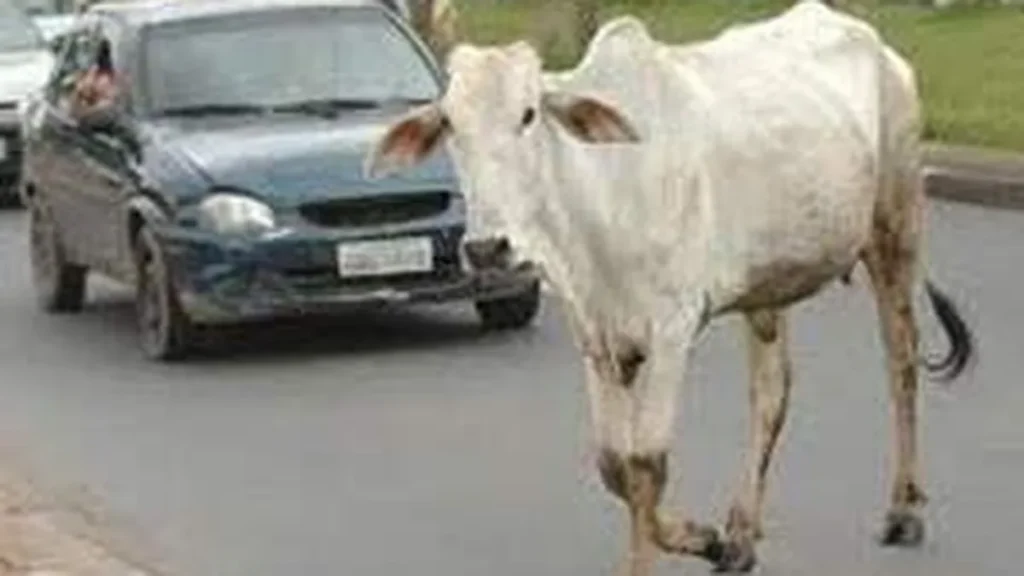 Imagem animaisnaestrada do artigo Animais nas estradas em Guaratinguetá (SP) causam acidentes