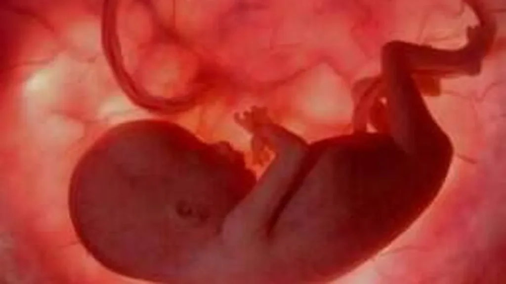 Imagem gestacao do artigo Movimento Nacional 'Brasil sem Aborto' emite nota sobre Portaria 415