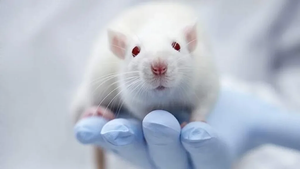 Imagem animais na pesquisa do artigo Bioética e o cuidado dos animais