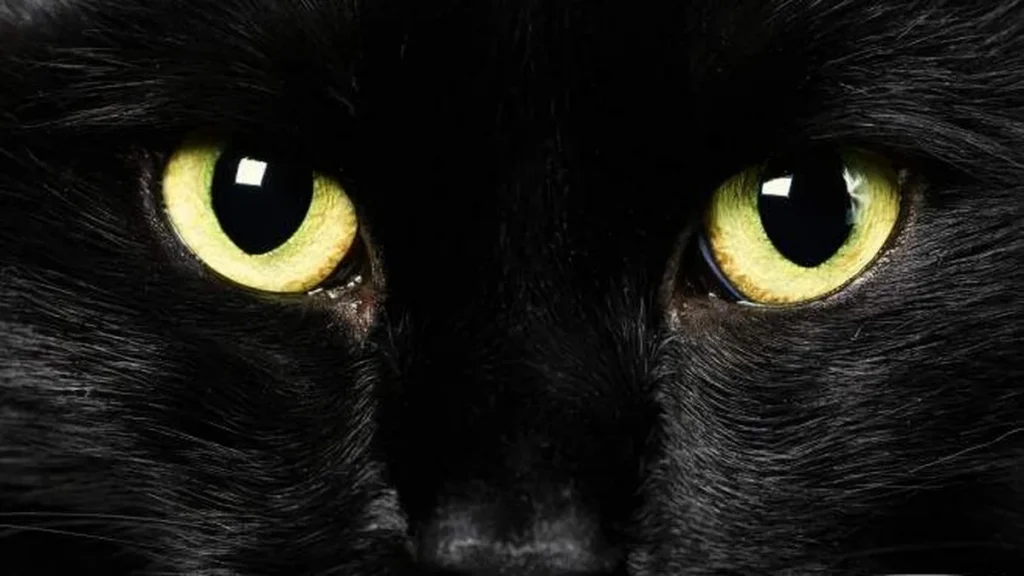 Imagem gato preto do artigo Sexta-feira 13: cristão acredita em superstição?