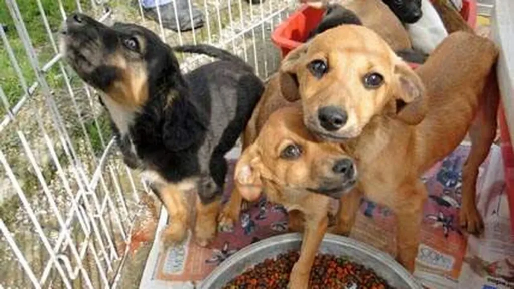Imagem site34 do artigo Sancionada lei que trata de controle populacional de animais em Minas Gerais
