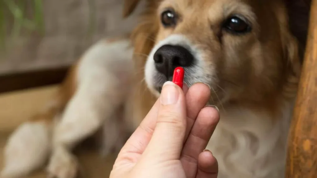 Imagem remedio cachorro do artigo Animais domésticos: Cuidados e prevenção