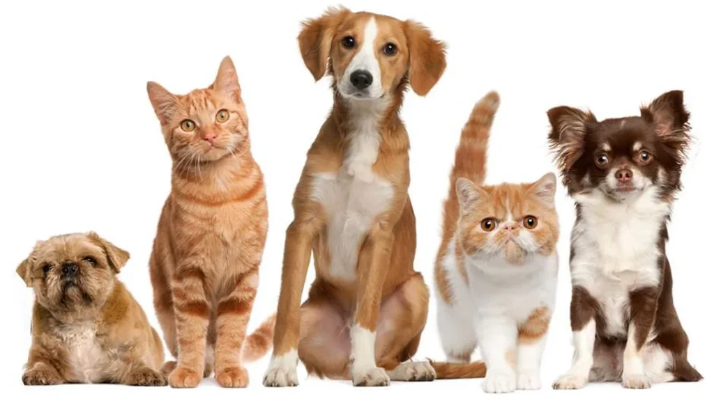 Imagem pets 2 do artigo Veterinária orienta sobre cuidados com os pets no verão e em festas de final de ano