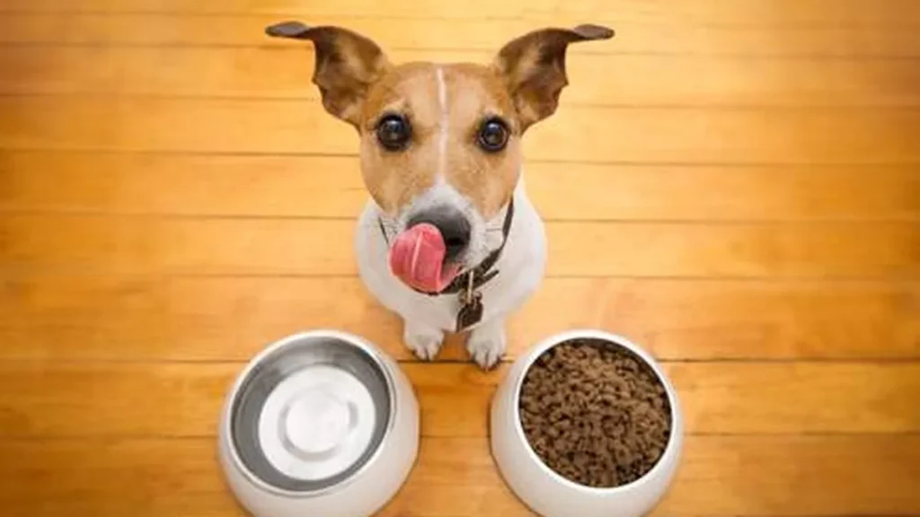 Imagem alimentacao dos pet do artigo Os benefícios da alimentação saudável para os pets