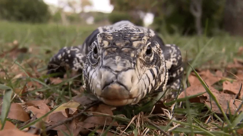 Imagem animais selvagens 1 do artigo Conheça curiosidades dos animais selvagens