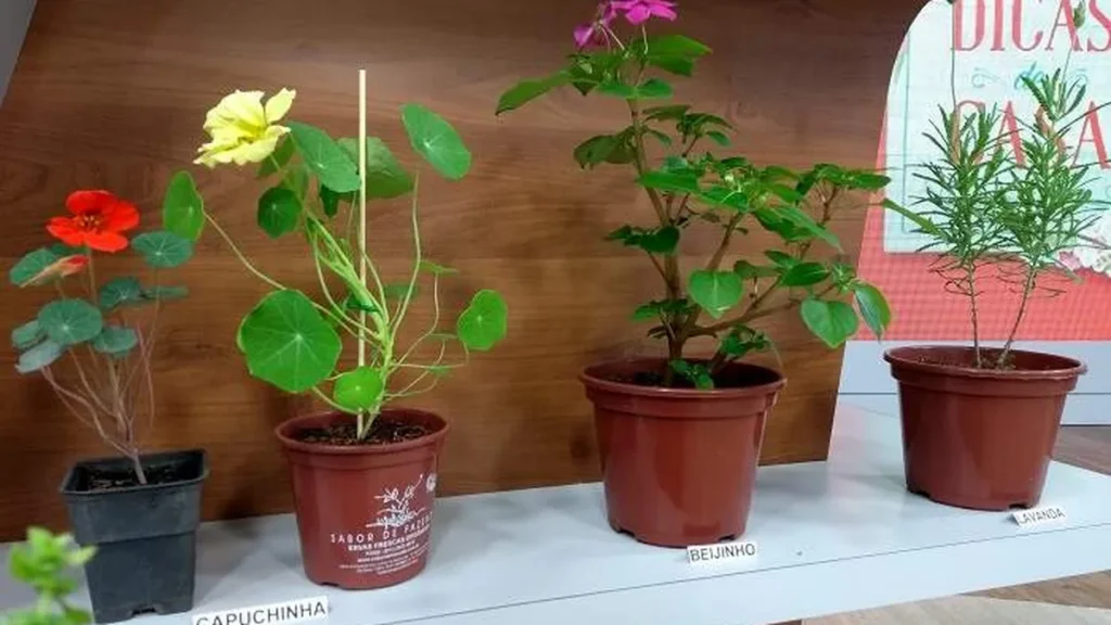 Imagem flores do artigo Aprenda a fazer Sal de flores!