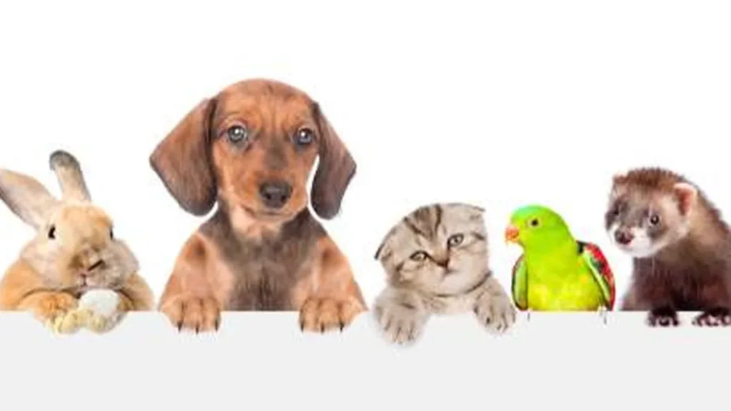 Imagem animais do artigo Comemore o Dia dos Animais com as dicas do Santa Receita