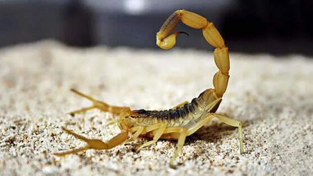 Imagem escorpiao deathstalker do artigo Cresce o aparecimento de animais peçonhentos e especialista orienta sobre cuidados