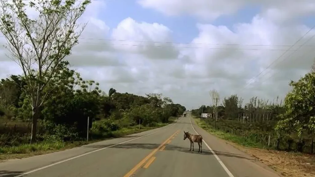 Imagem brasil caminhoneiro animais na pista do artigo Moradores de Cruzeiro reclamam de animais soltos nas vias públicas