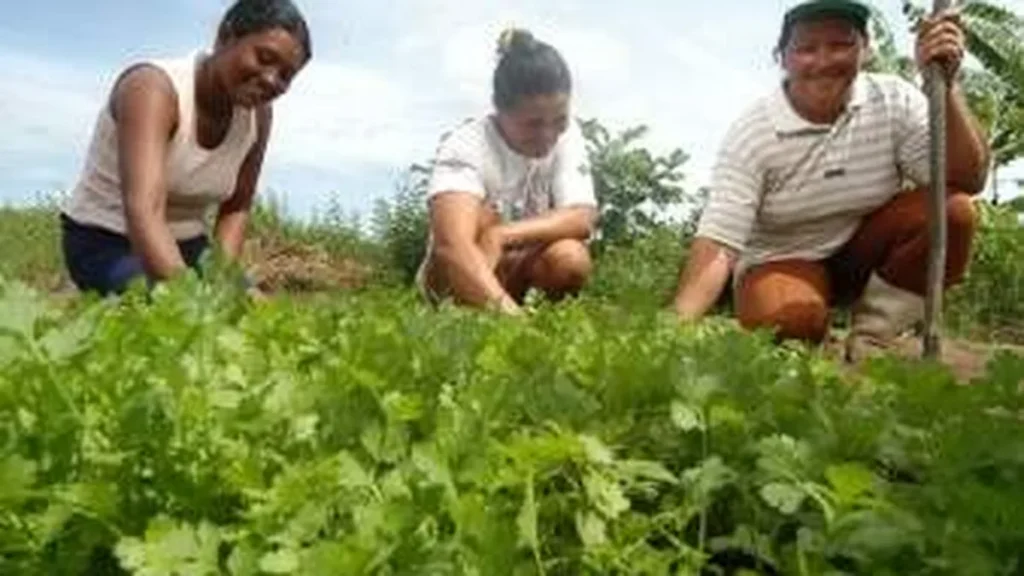 Imagem mulheres agricultua do artigo Agricultura familiar fatura mais de US$ 55 bilhões e movimenta mercado orgânico