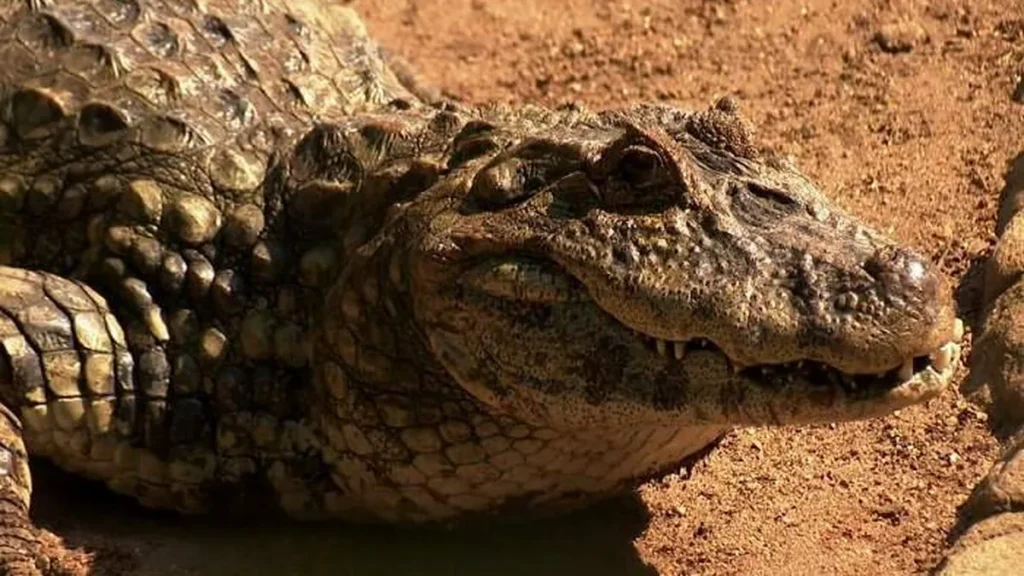 Imagem jacare do artigo Curiosidades sobre o tráfico de animais e o rinoceronte branco do sul