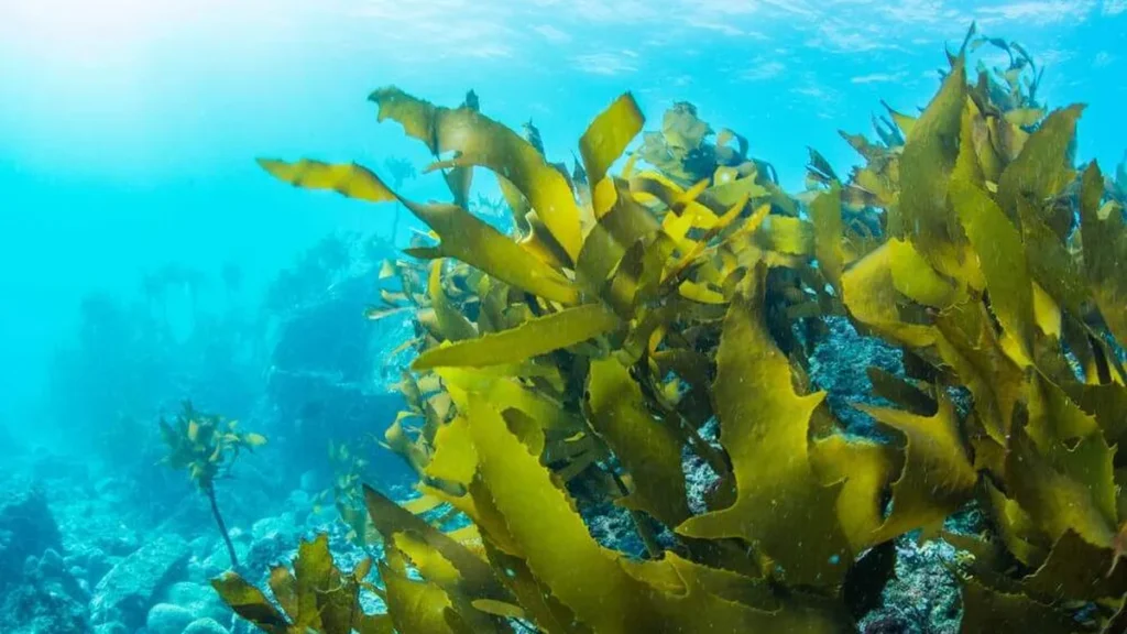 Imagem alga marinha do artigo Descubra qual é verdadeiro pulmão do mundo