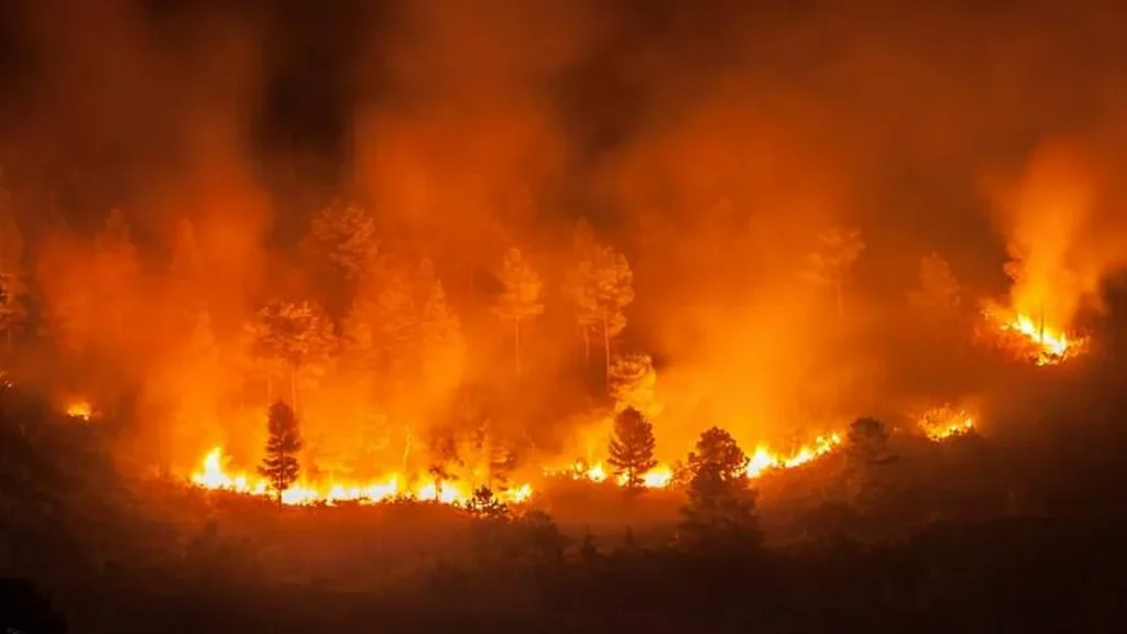 Imagem fogo floresta do artigo Entenda porque tantas queimadas estão ocorrendo