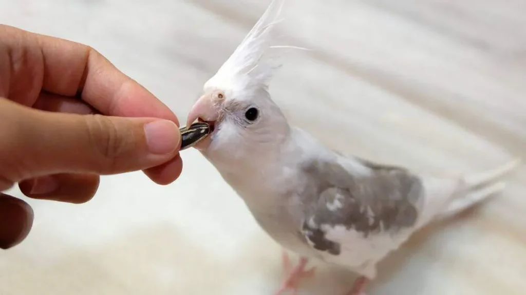 Imagem calopsita animal selvagem do artigo Cuidados com animais silvestres como pets são diferenciados