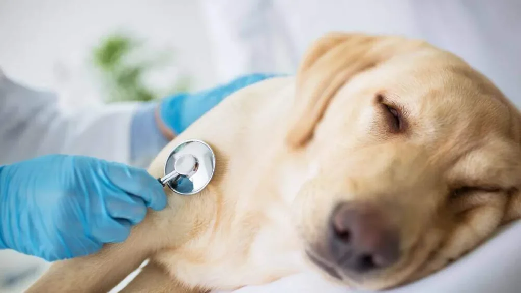 Imagem cachorro doente do artigo Animais também podem ter câncer de mama