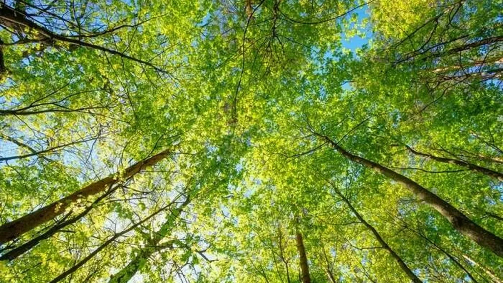 Imagem meio ambiente do artigo O olhar que destrói a natureza