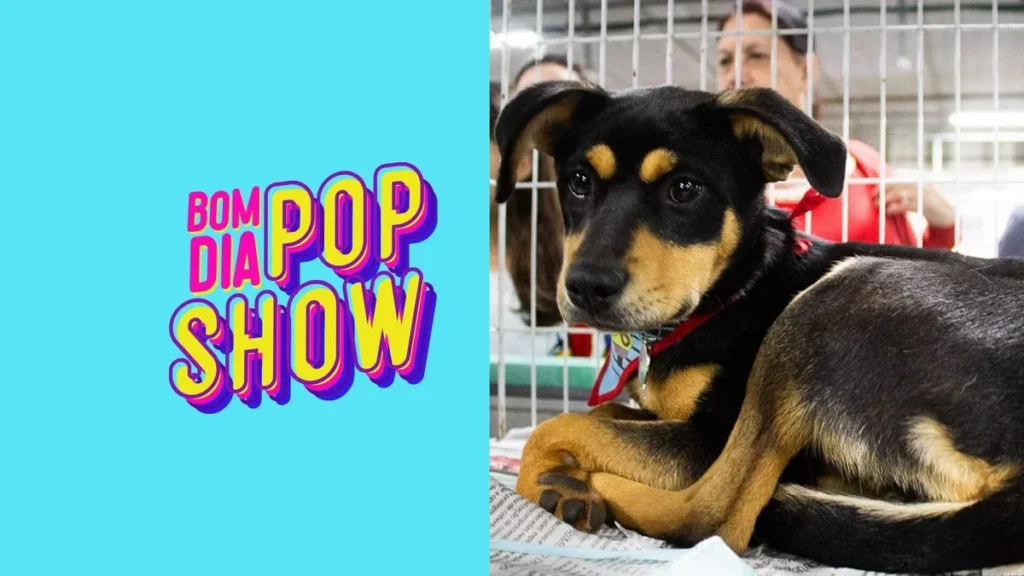Imagem 20.04 BOM DIA POP SHOW do artigo Todos os animais de um abrigo nos EUA são adotados durante isolamento social