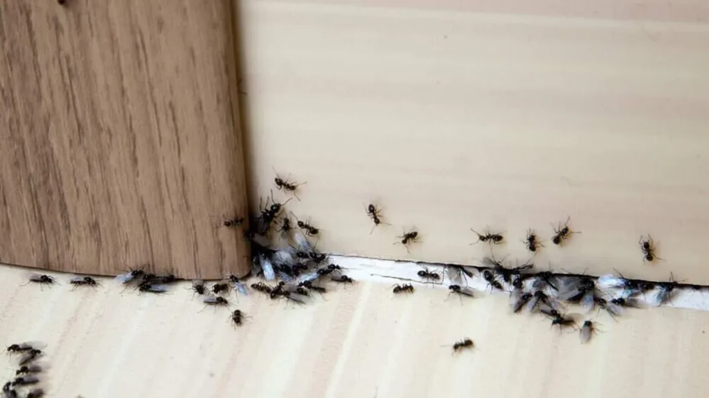 Imagem formigas em casa pragas do artigo Saiba tudo sobre o combate as pragas urbanas em sua casa