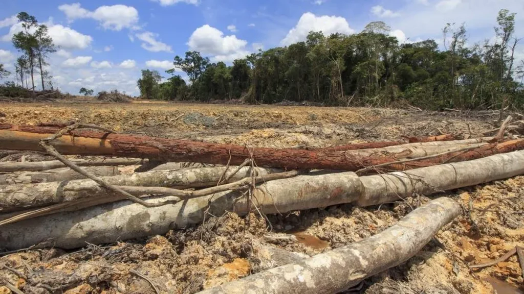 Jornalístico apresenta dados que apontam maior devastação da Amazônia entre março e abril
