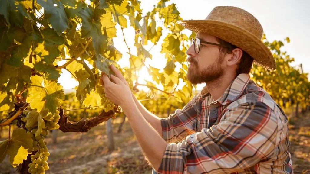Imagem Agricultor vinha videira do artigo Quais são os frutos da videira verdadeira?