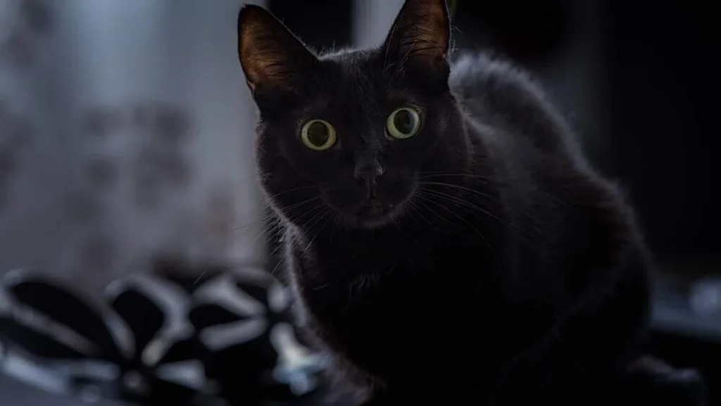 Imagem gato preto azar supersticao do artigo Por que devo fugir das superstições?