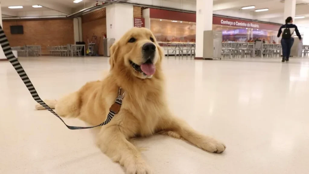 Imagem Cachorro descansando no subsolo do Santuario Nacional do artigo Santuário Nacional está de portas abertas para o seu amigo de quatro patas