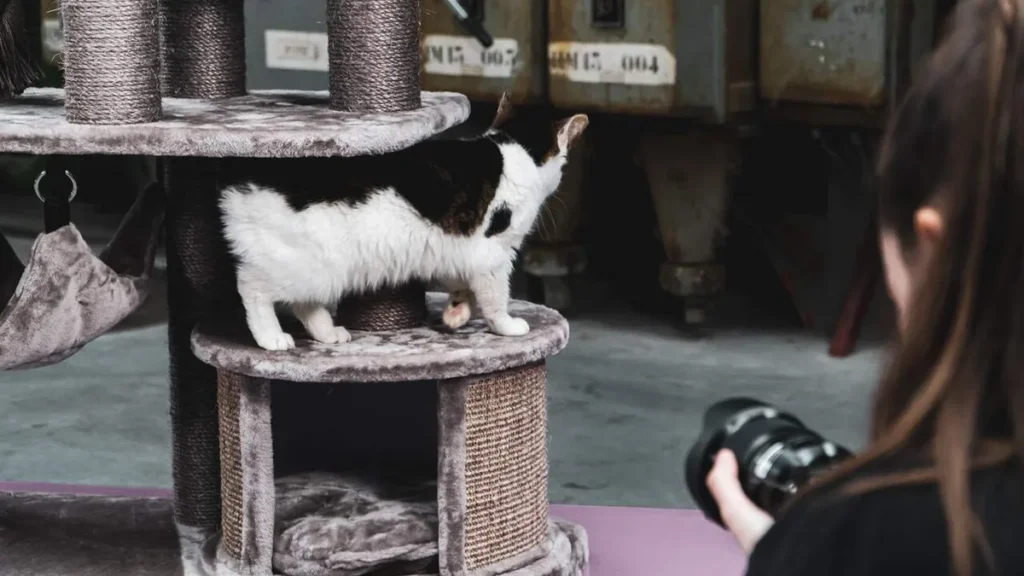 Imagem gato sendo fotografado do artigo Gosta de gato? Assista 5 clipes em que os bichanos fazem parte!