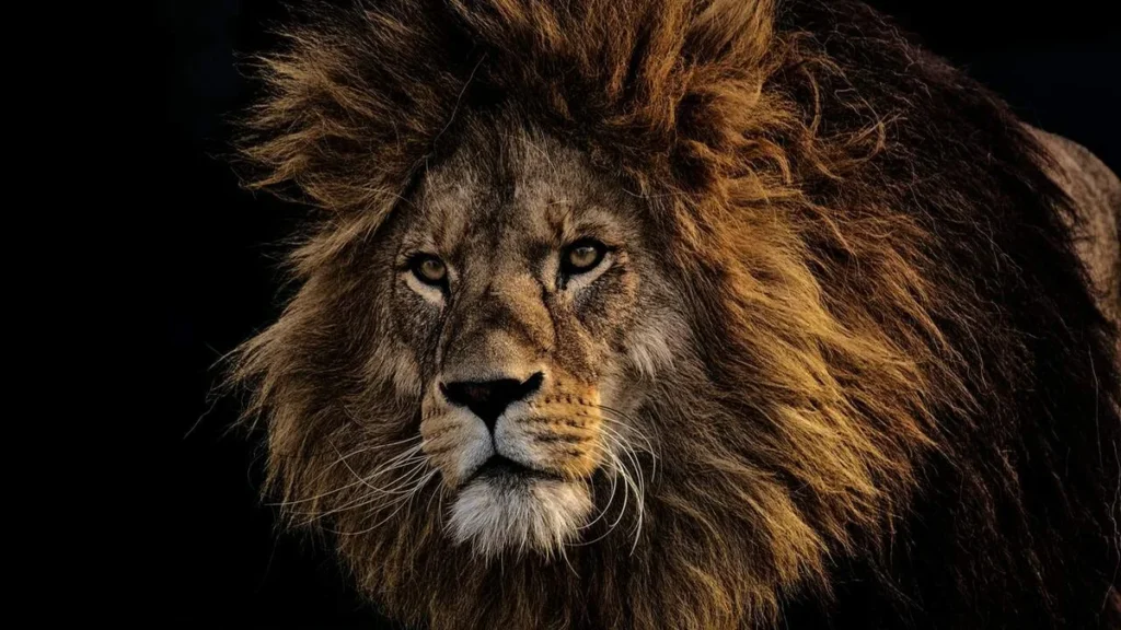 Imagem leao imposto de renda do artigo IR 2023: Entenda de uma vez por todas como declarar!