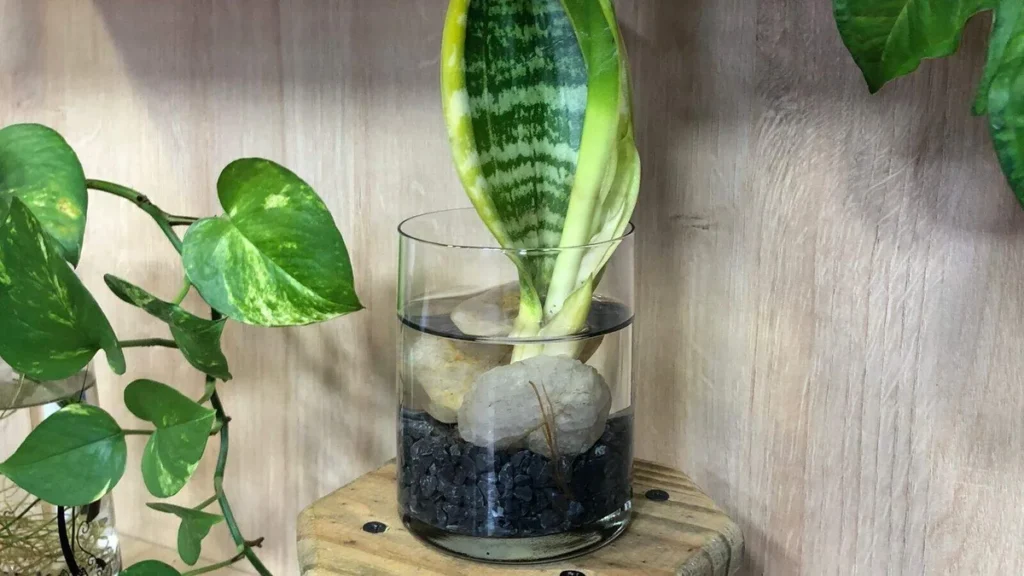 Imagem vaso de plantas com agua do artigo Plantas no cultivo em água - Faça Você Mesmo