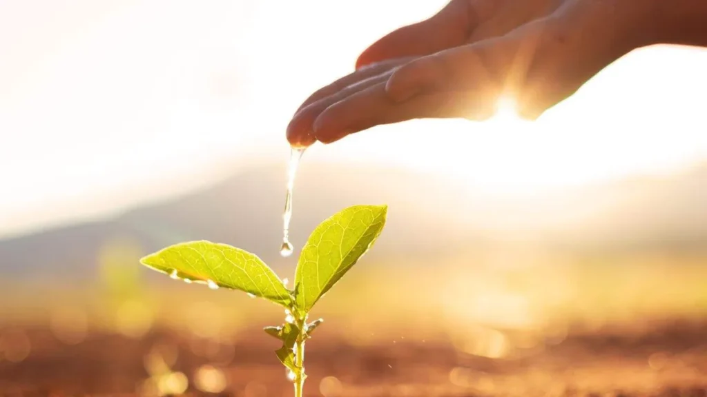 Imagem Maos regando mudas de plantas do artigo Junho Verde: Registre as ações realizadas em sua comunidade