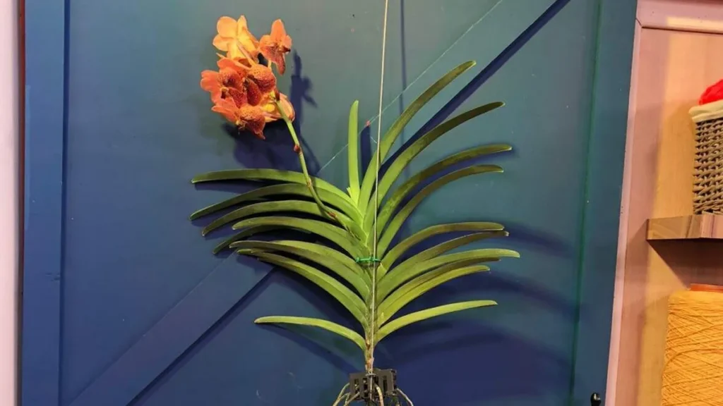 Imagem orquideas do artigo Replantio de Orquídeas - Faça Você Mesmo