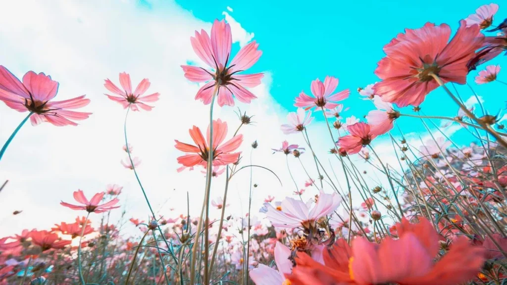 Imagem Flores rosas na primavera do artigo Primavera, a estação das surpresas de Deus