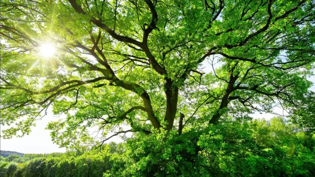 Imagem O sol brilha intensamente atraves dos galhos tortos de uma majestosa arvore verde do artigo Dia da árvore: Cuidar da Casa Comum é um compromisso de todos