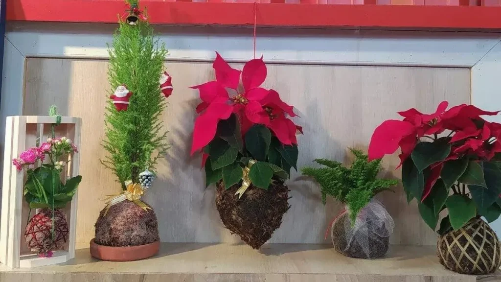 Imagem kokedama do artigo Kokedama em formato de coração - Faça Você Mesmo