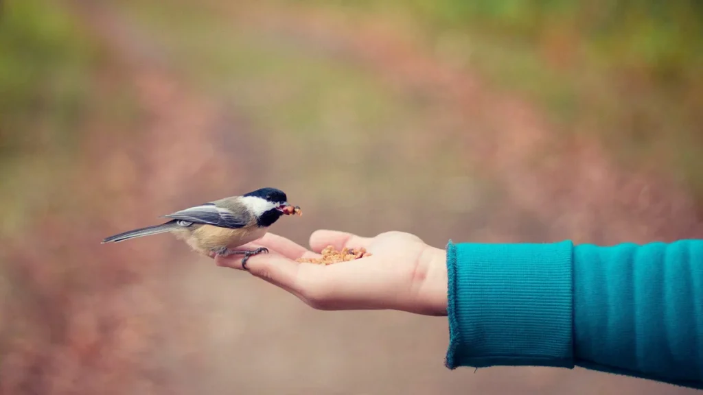 Imagem Passarinho comendo na mao do artigo Ser Gentil em um Mundo complicado