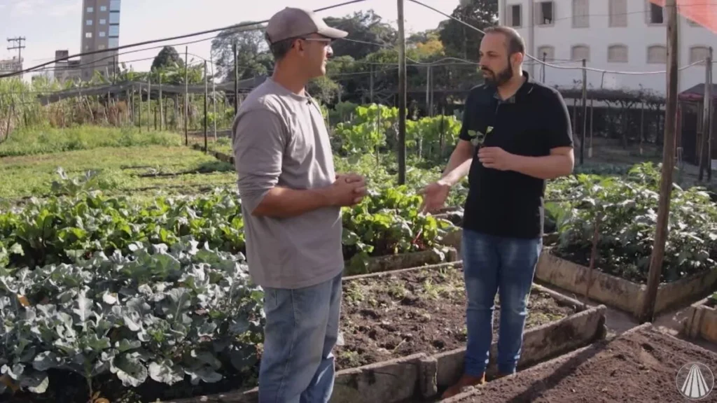 Imagem bencao da manha do artigo Como cultivar brócolis?