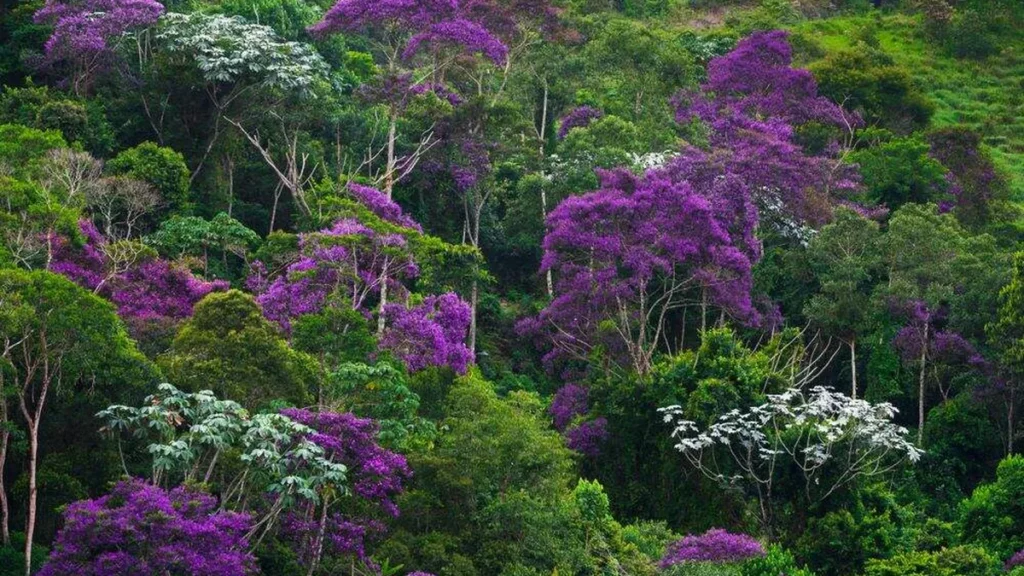 Imagem quaresmeiras na mata atlantica do artigo Você já ouviu falar na Quaresmeira?