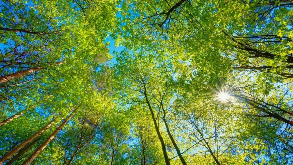 Imagem Arvores vistas de baixo pra cima do artigo Dia da Terra, data para lembrarmos do cuidado com a Casa Comum