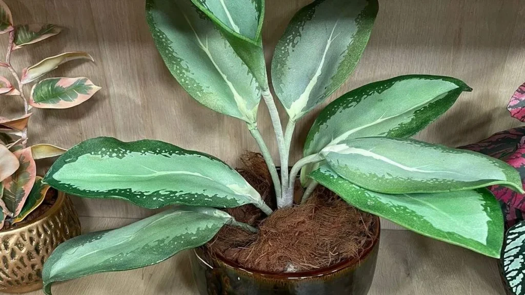 Imagem planta aglaonema em eva faca voce mesmo do artigo Planta Aglaonema em EVA - Faça Você Mesmo