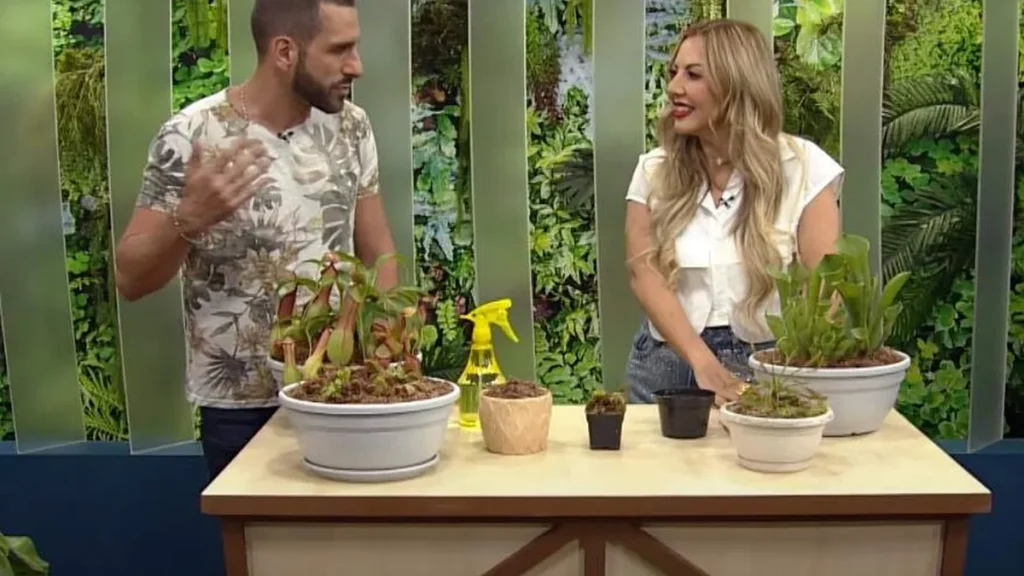 Imagem santa receita 09 05 24 do artigo Aprenda a cultivar plantas carnívoras e como elas capturam as presas