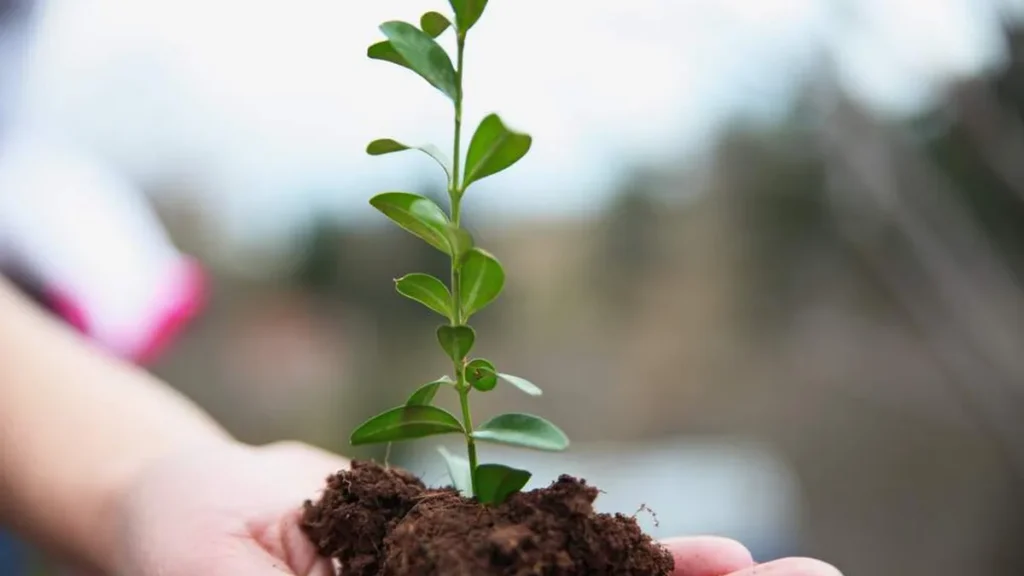 Imagem dia mundial de oracao pelo cuidado com a criacao do artigo Papa alerta novamente sobre os perigos do poder descontrolado sobre a natureza