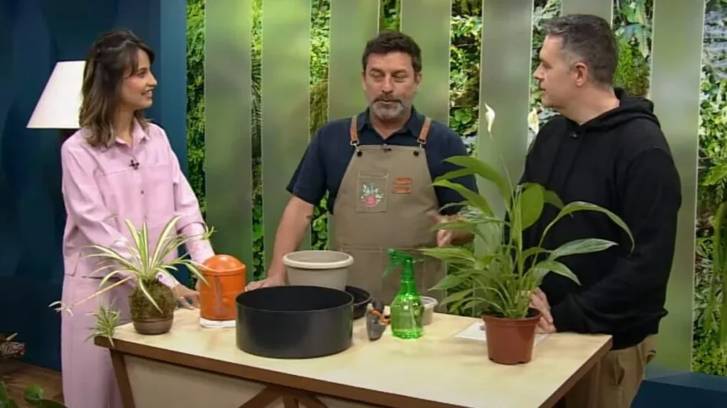 Imagem santa receita 2 do artigo Conheça as plantas que melhoram a qualidade do ar com Randall Fidencio