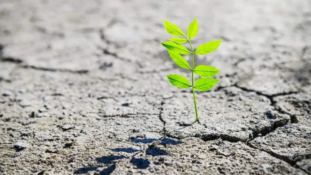 Imagem Resiliencia do artigo Cultivando a resiliência