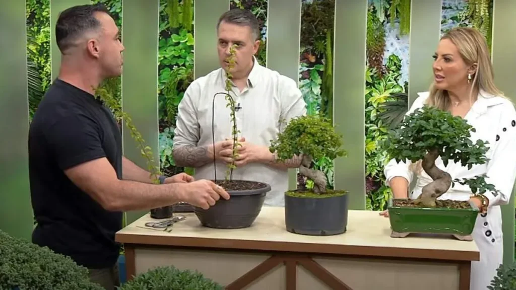 Imagem santa receita 1 do artigo TÉCNICA DE CULTIVO DE PLANTAS: aprenda a plantar bonsai