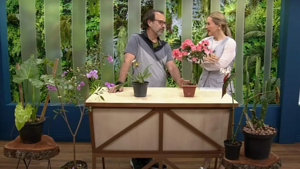 Imagem santa receita 1 do artigo 06 plantas de FÁCIL CULTIVO para ter na sua casa | Plantas de baixa manutenção
