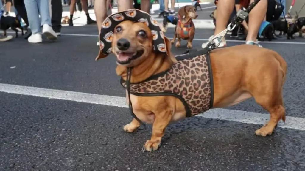 Imagem santa receita 1 29 08 do artigo Conheça o clube dos doguinhos DACHSHUND "Os Salsichinhas"