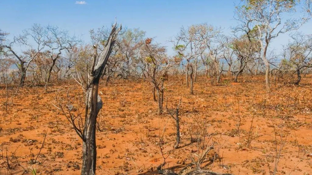 Imagem Cerrado brasileiro do artigo A degradação do cerrado