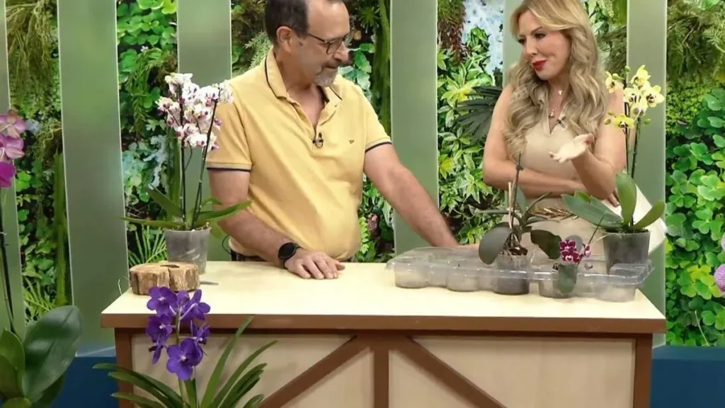 Imagem santa receita 1 do artigo Descubra qual é a orquídea ideal para ter DENTRO de casa!