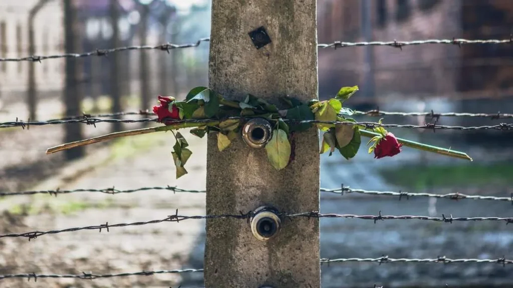 Imagem Rosas entrelacadas nas grades do campo de cocentracao nazista do artigo 80 anos de Auschwitz: a urgência de lembrar para não esquecer