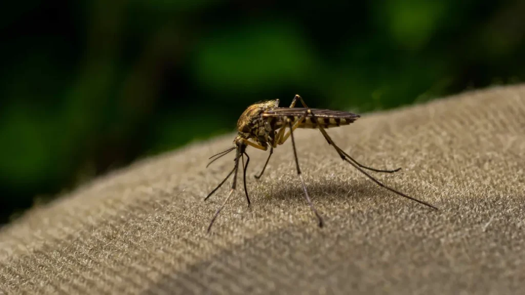 Imagem mosquito da dengue do artigo Aparecida entra em estado de alerta para a dengue